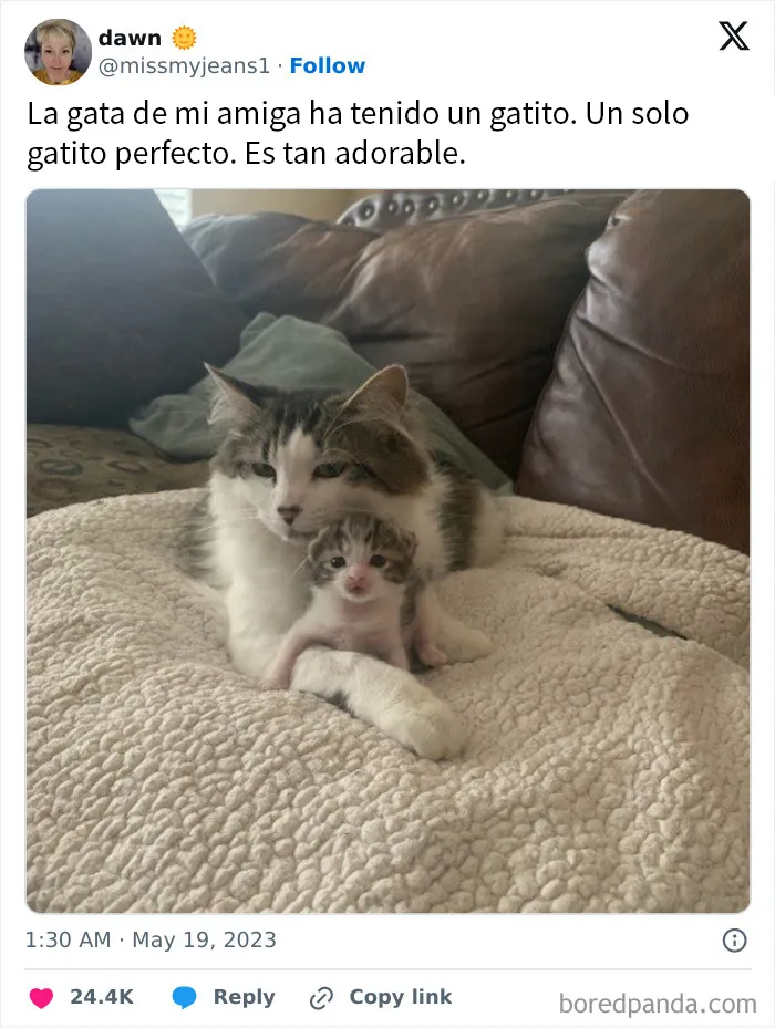 20 Memes reconfortantes para alegrarte el día (nuevas imágenes)