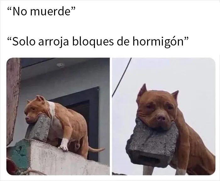 20 Memes de los que cuesta no reírse aunque te sientas mal por ello