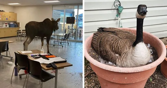 33 Fotos que resumen Canadá perfectamente (nuevas imágenes)