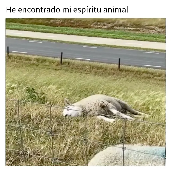 20 Divertidos memes para ayudarte a pasar el día de hoy