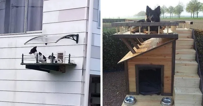 30 Perros que se merecían las mejores casetas, y sus dueños se las proporcionaron