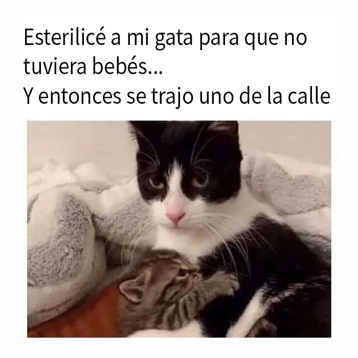 20 Fantásticos memes de gatos para alegrarte el día