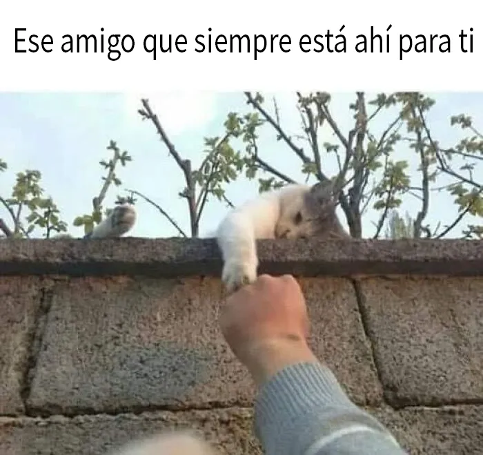 20 Fantásticos memes de gatos para alegrarte el día