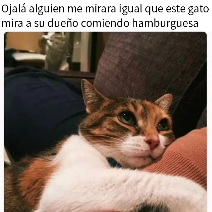 20 Fantásticos memes de gatos para alegrarte el día