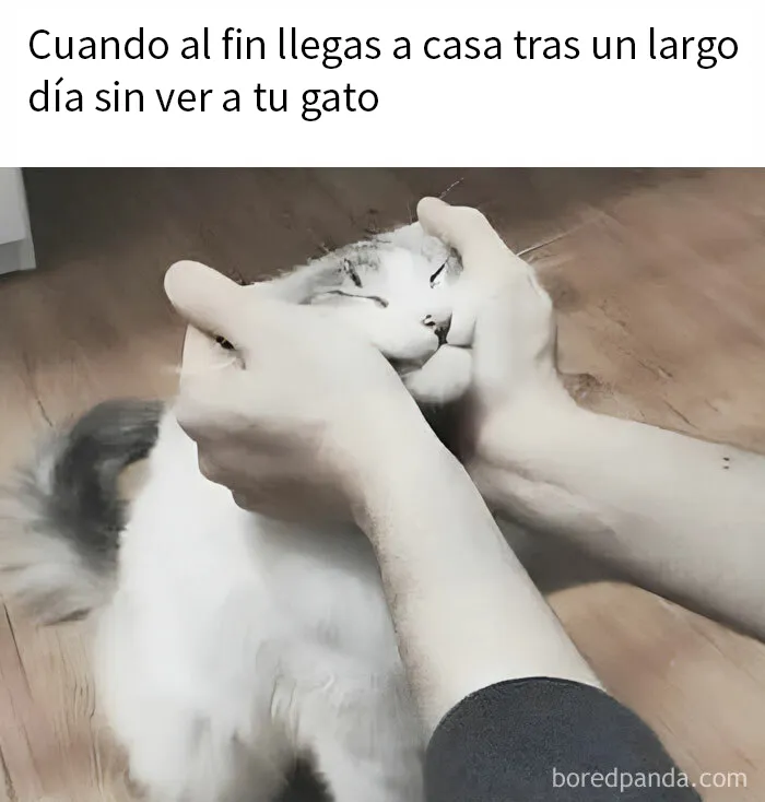 20 Fantásticos memes de gatos para alegrarte el día