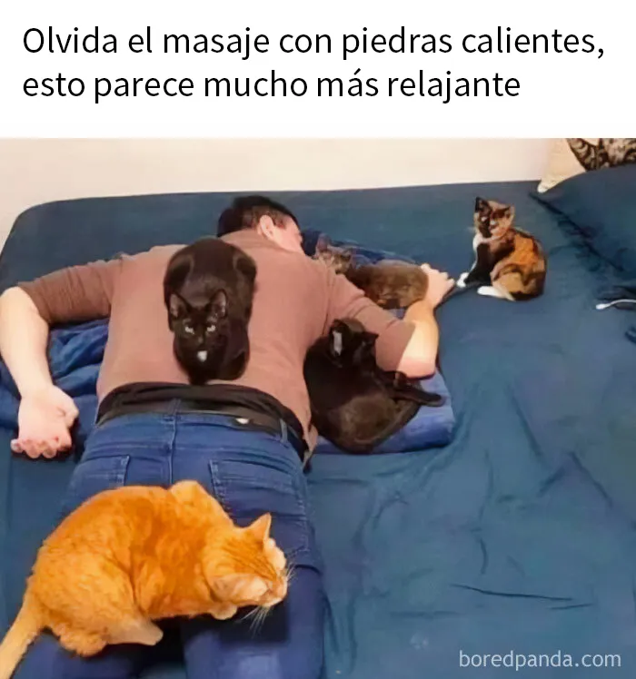 20 Fantásticos memes de gatos para alegrarte el día