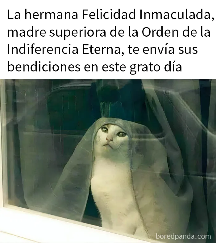 20 Fantásticos memes de gatos para alegrarte el día