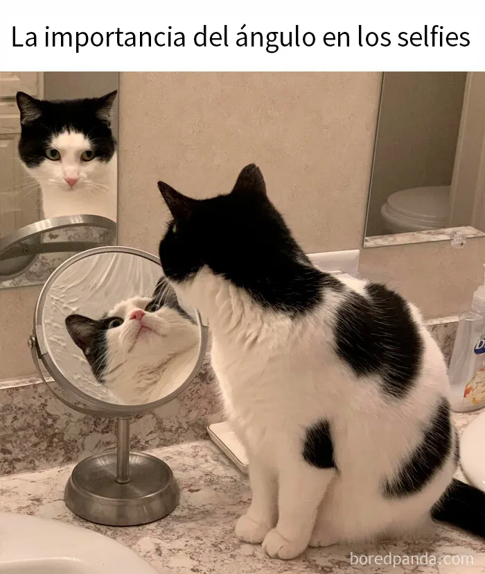 20 Fantásticos memes de gatos para alegrarte el día