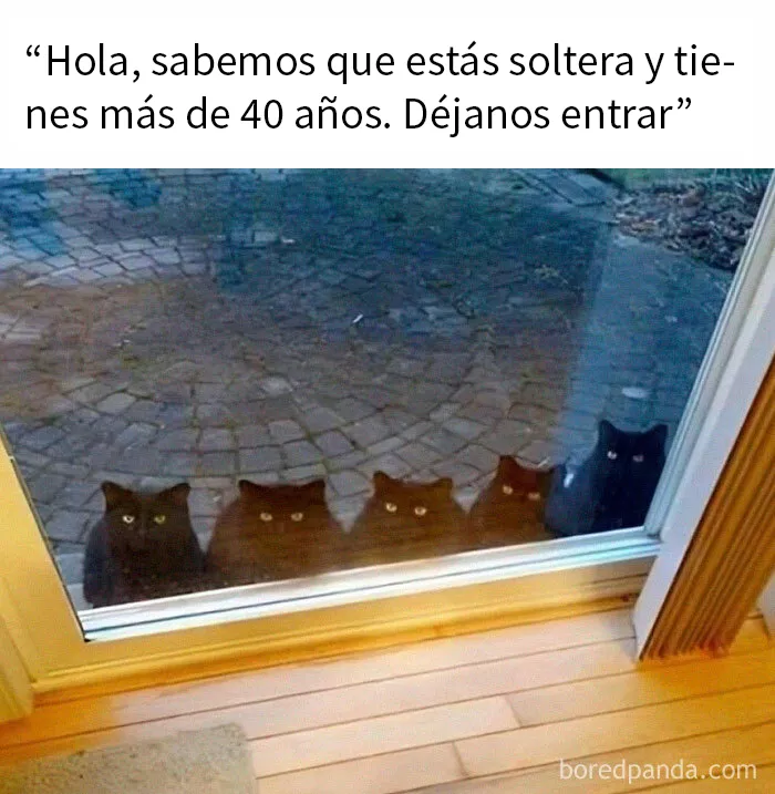 20 Fantásticos memes de gatos para alegrarte el día