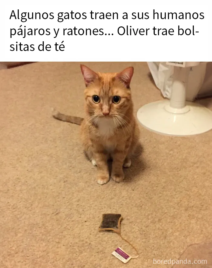20 Fantásticos memes de gatos para alegrarte el día