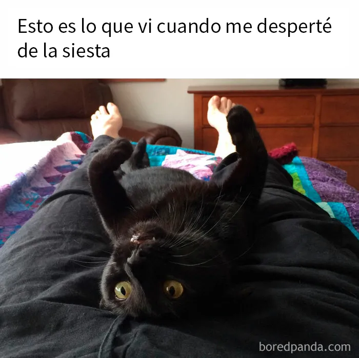 20 Fantásticos memes de gatos para alegrarte el día