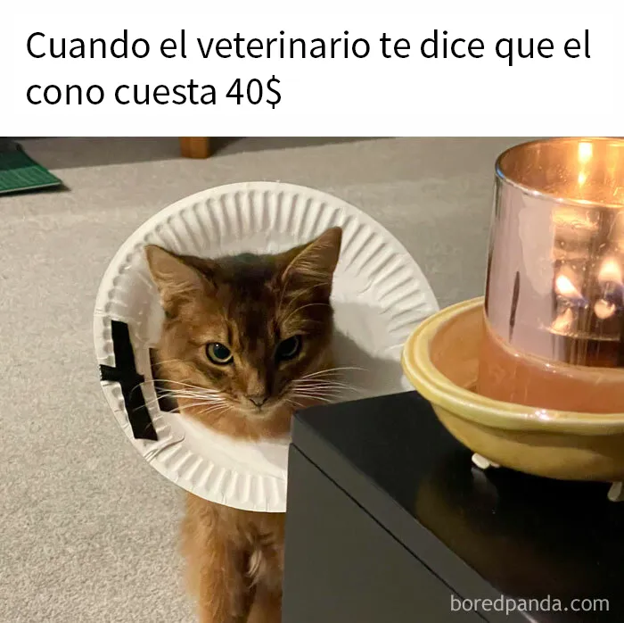 20 Fantásticos memes de gatos para alegrarte el día