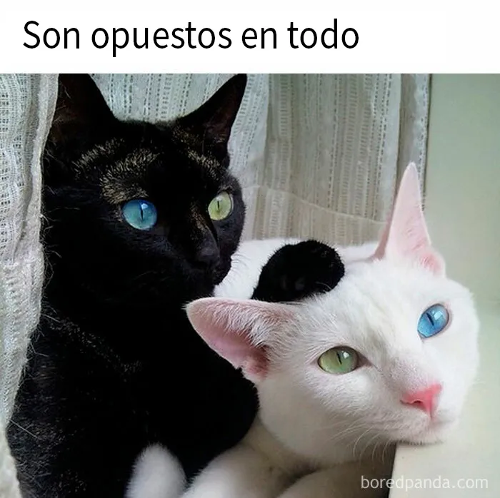 20 Fantásticos memes de gatos para alegrarte el día