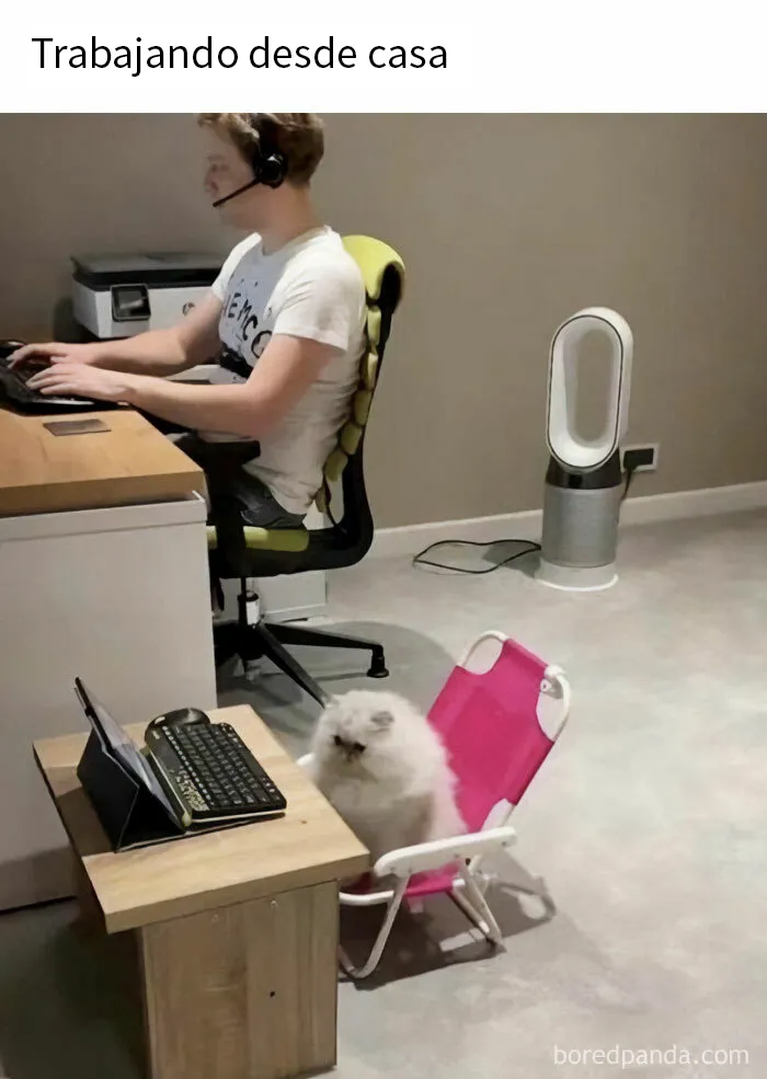 20 Fantásticos memes de gatos para alegrarte el día