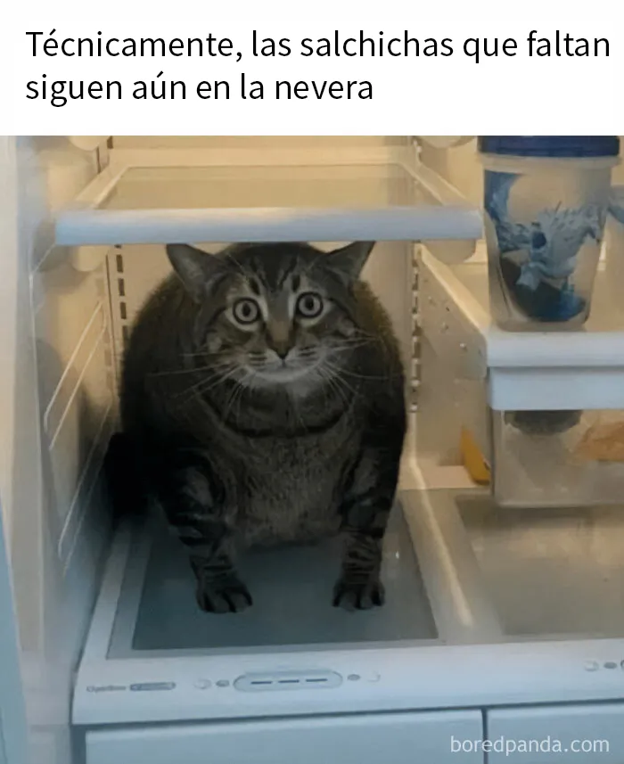 20 Fantásticos memes de gatos para alegrarte el día