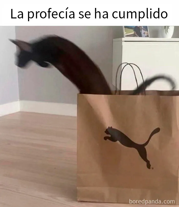 20 Fantásticos memes de gatos para alegrarte el día