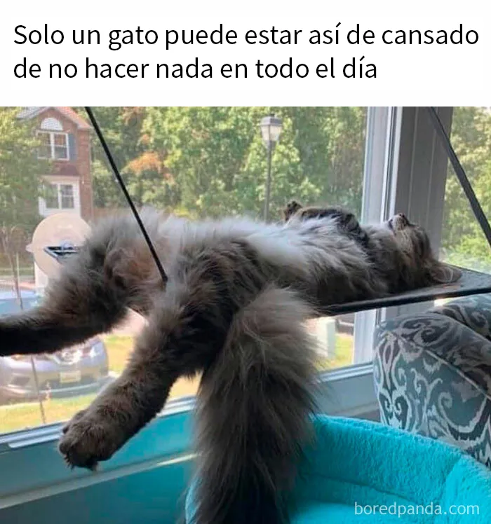 20 Fantásticos memes de gatos para alegrarte el día