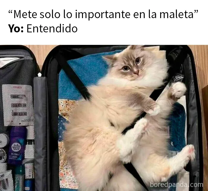 20 Fantásticos memes de gatos para alegrarte el día