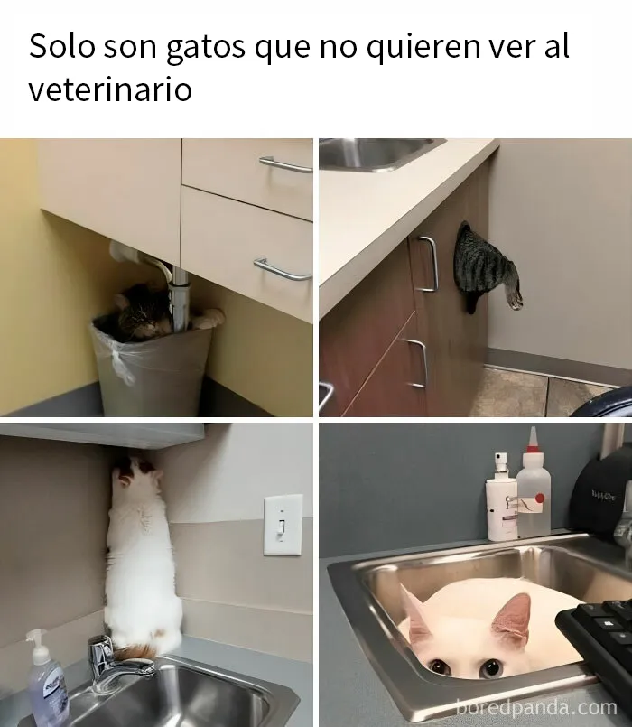 20 Fantásticos memes de gatos para alegrarte el día