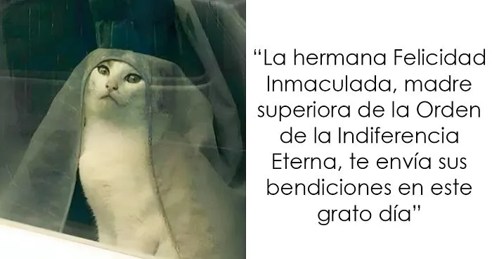 20 Fantásticos memes de gatos para alegrarte el día