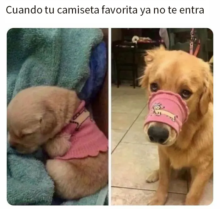 20 Memes divertidos, familiares, o sencillamente tontos