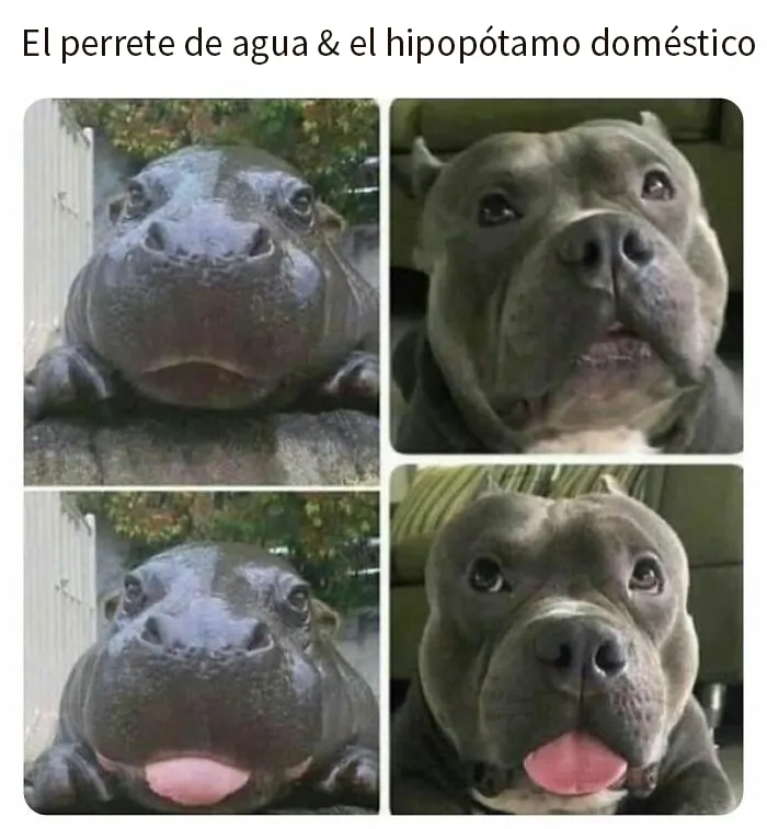 20 Memes divertidos, familiares, o sencillamente tontos