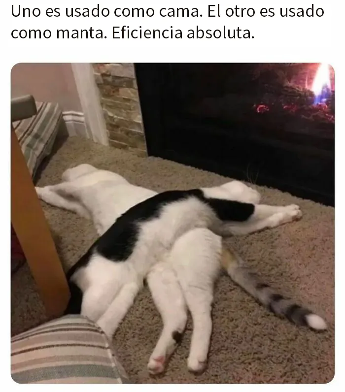 20 Memes divertidos, familiares, o sencillamente tontos
