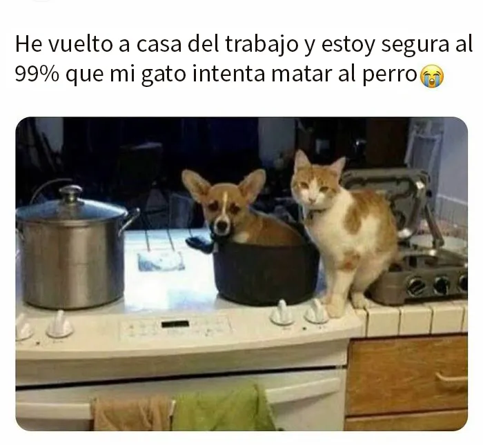 20 Memes divertidos, familiares, o sencillamente tontos