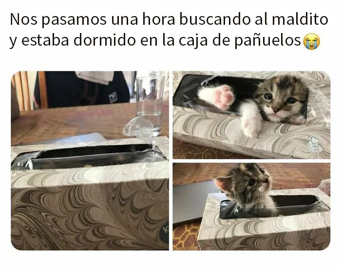 20 Memes divertidos, familiares, o sencillamente tontos
