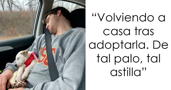 38 Fotos e historias conmovedoras de mascotas felizmente adoptadas