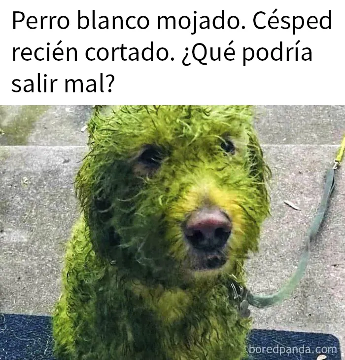 20 Divertidas fotos de animales destinadas a convertirse en memes