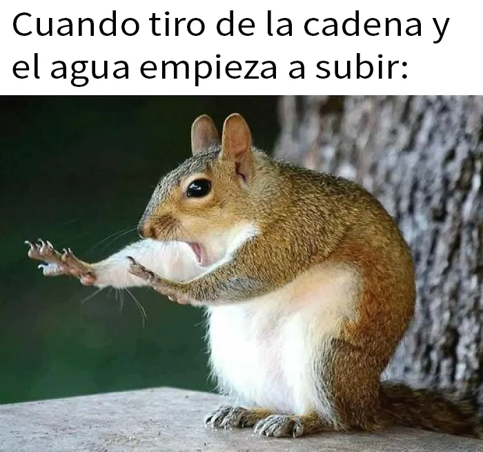 20 Divertidas fotos de animales destinadas a convertirse en memes