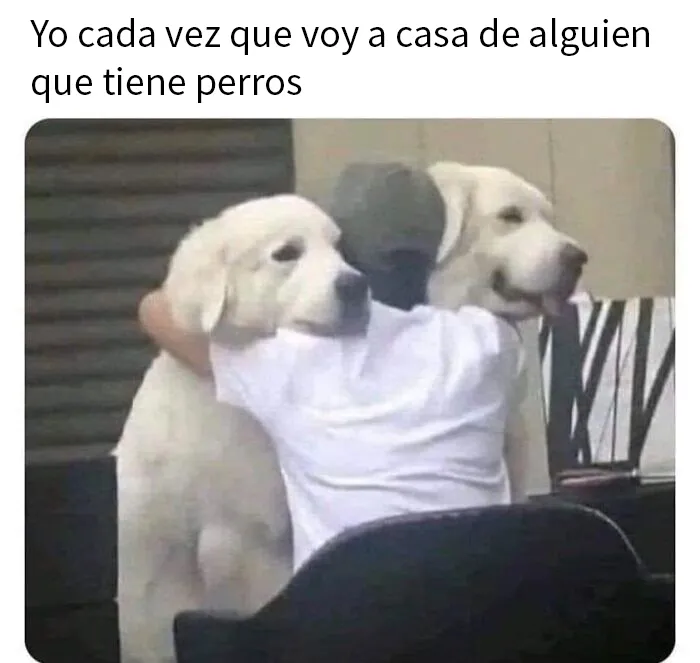 20 Divertidas fotos de animales destinadas a convertirse en memes