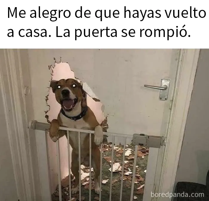20 Divertidas fotos de animales destinadas a convertirse en memes