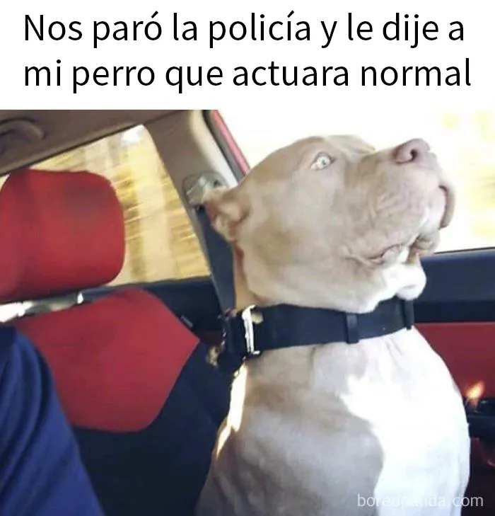 20 Divertidas fotos de animales destinadas a convertirse en memes