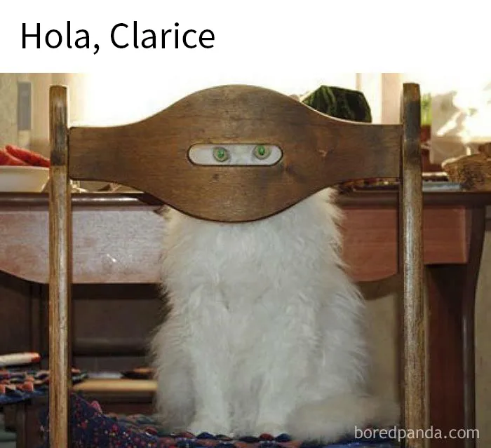 20 Divertidas fotos de animales destinadas a convertirse en memes