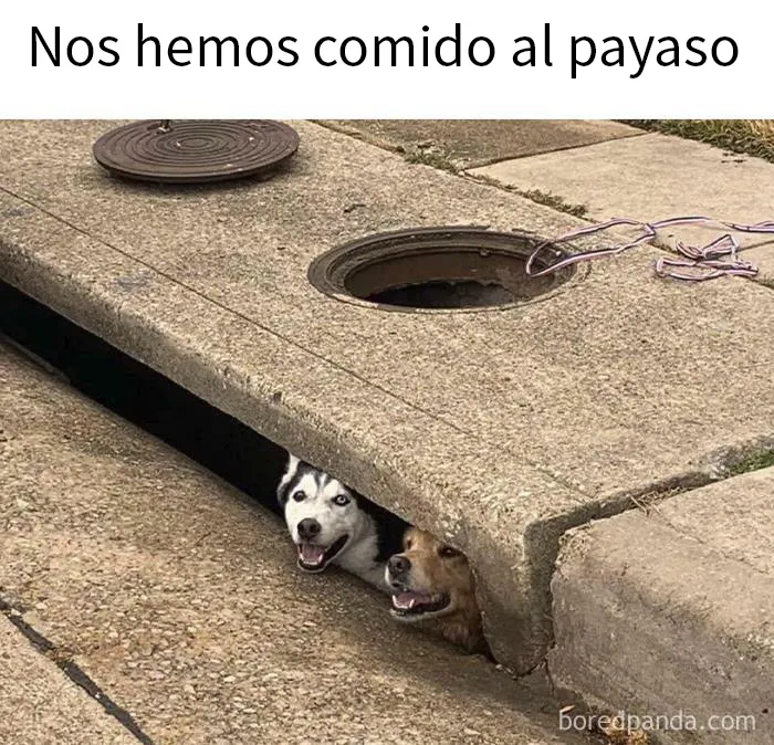 20 Divertidas fotos de animales destinadas a convertirse en memes