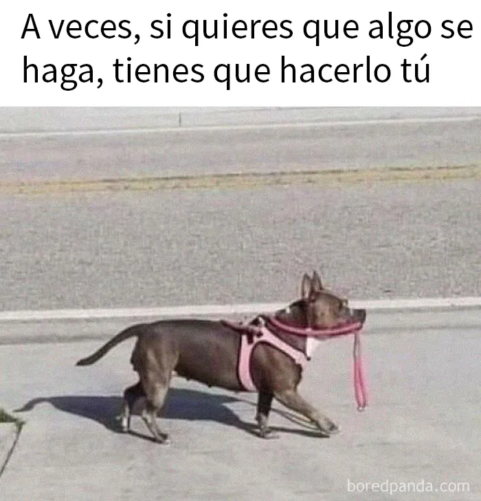 20 Divertidas fotos de animales destinadas a convertirse en memes