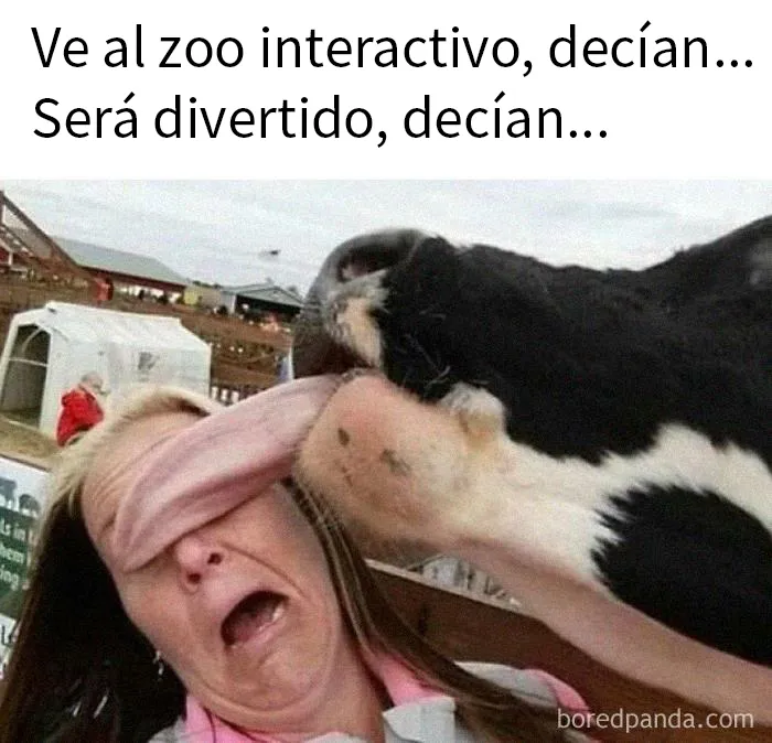 20 Divertidas fotos de animales destinadas a convertirse en memes