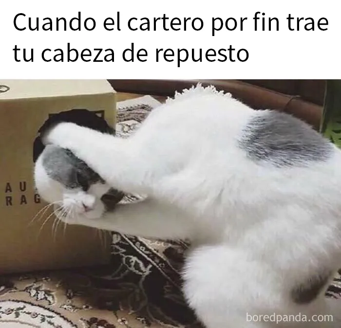 20 Divertidas fotos de animales destinadas a convertirse en memes