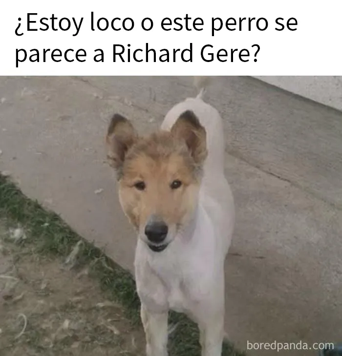 20 Divertidas fotos de animales destinadas a convertirse en memes