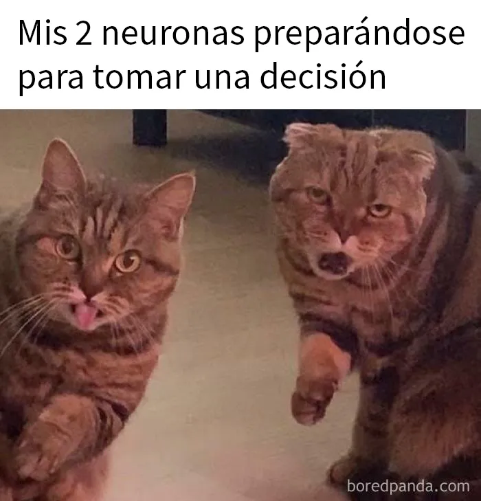 20 Divertidas fotos de animales destinadas a convertirse en memes