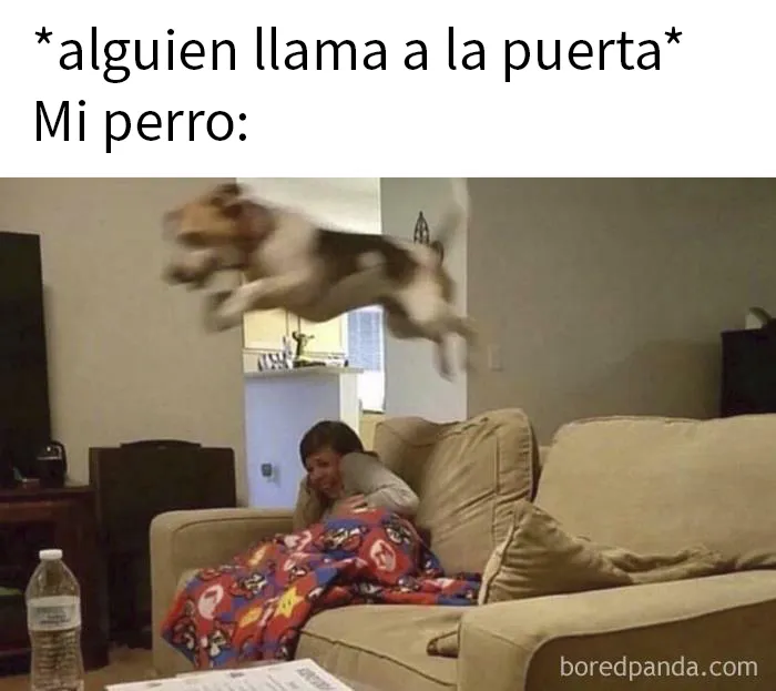 20 Divertidas fotos de animales destinadas a convertirse en memes