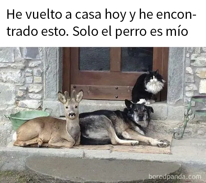 20 Divertidas fotos de animales destinadas a convertirse en memes