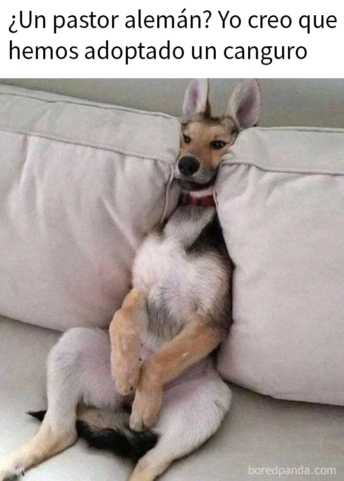20 Divertidas fotos de animales destinadas a convertirse en memes