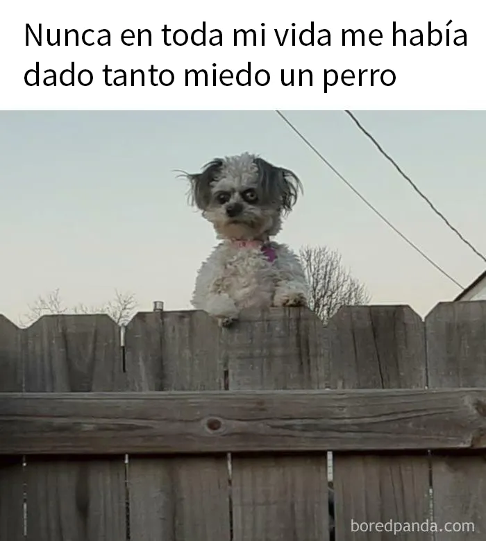 20 Divertidas fotos de animales destinadas a convertirse en memes