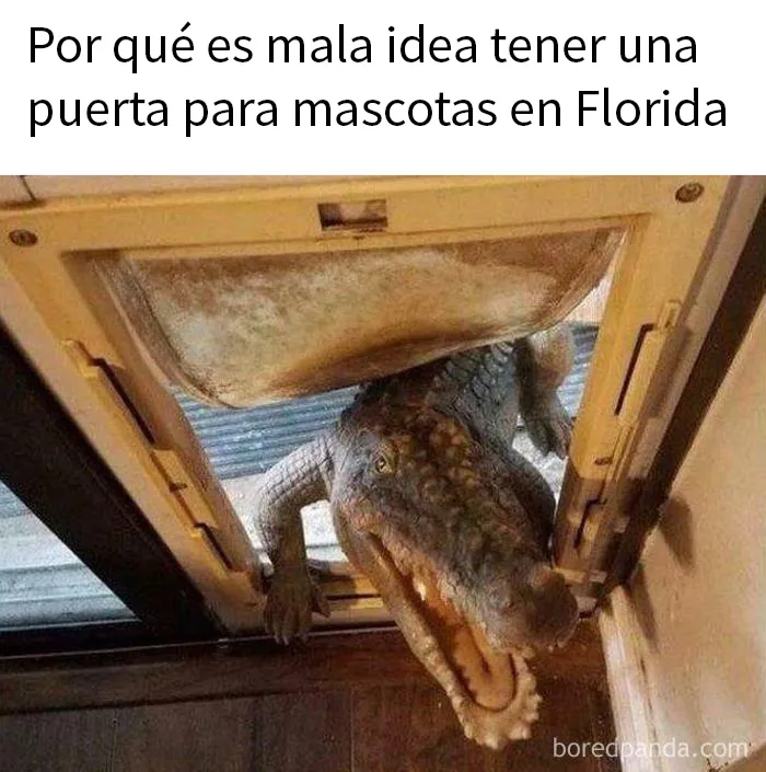 20 Divertidas fotos de animales destinadas a convertirse en memes