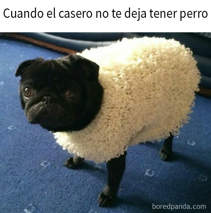 20 Divertidas fotos de animales destinadas a convertirse en memes