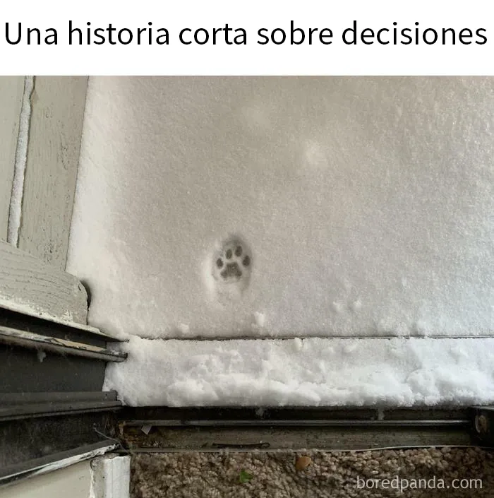 20 Divertidas fotos de animales destinadas a convertirse en memes