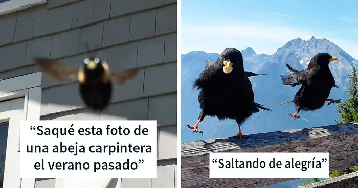 Este grupo de Facebook está dedicado a fotos cutres de fauna, y son tan malas que tienes que reírte